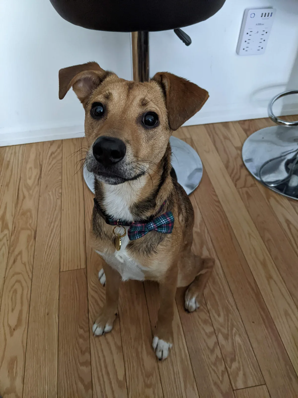 Felix sitting attentively on a hardwood floor and looking up.