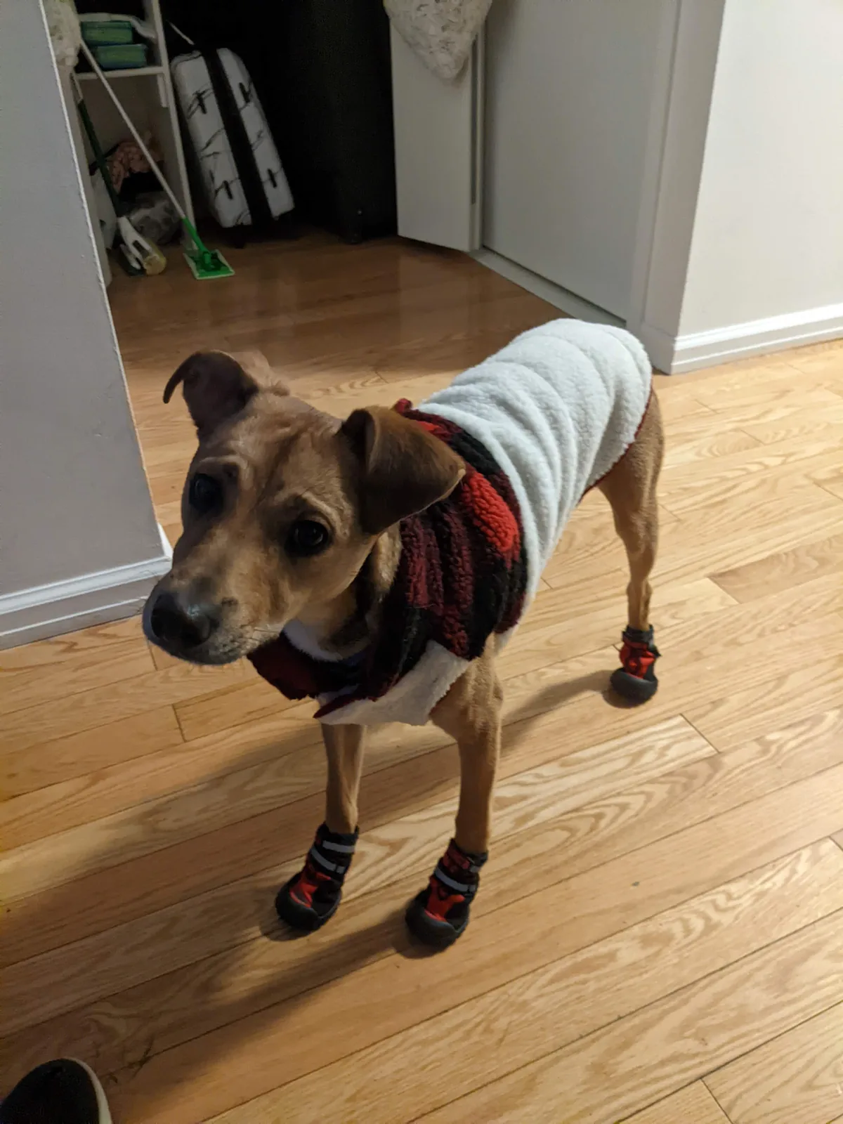 Felix indoors wearing a gray coat, scarf, and four small boots.