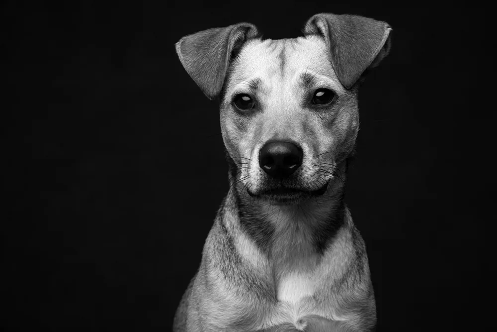 Black-and-white studio portrait of Felix against a dark background.