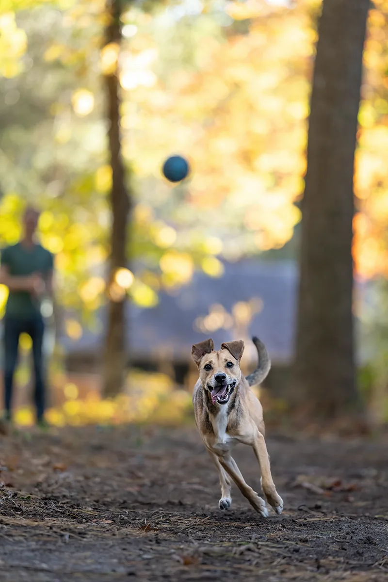Felix running toward the camera through an autumn park.