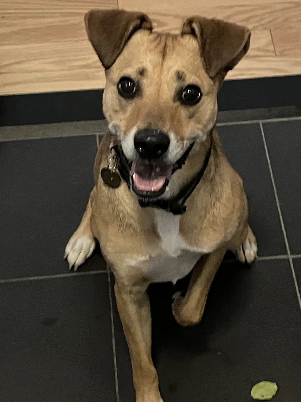 Felix sitting on a dark tiled floor with a wide open-mouthed smile.