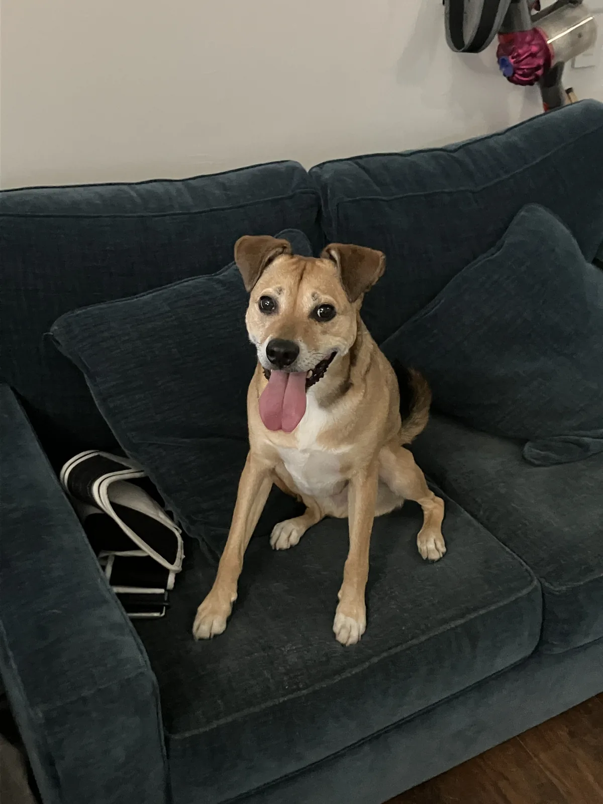 Felix sitting happily in a large dark armchair.