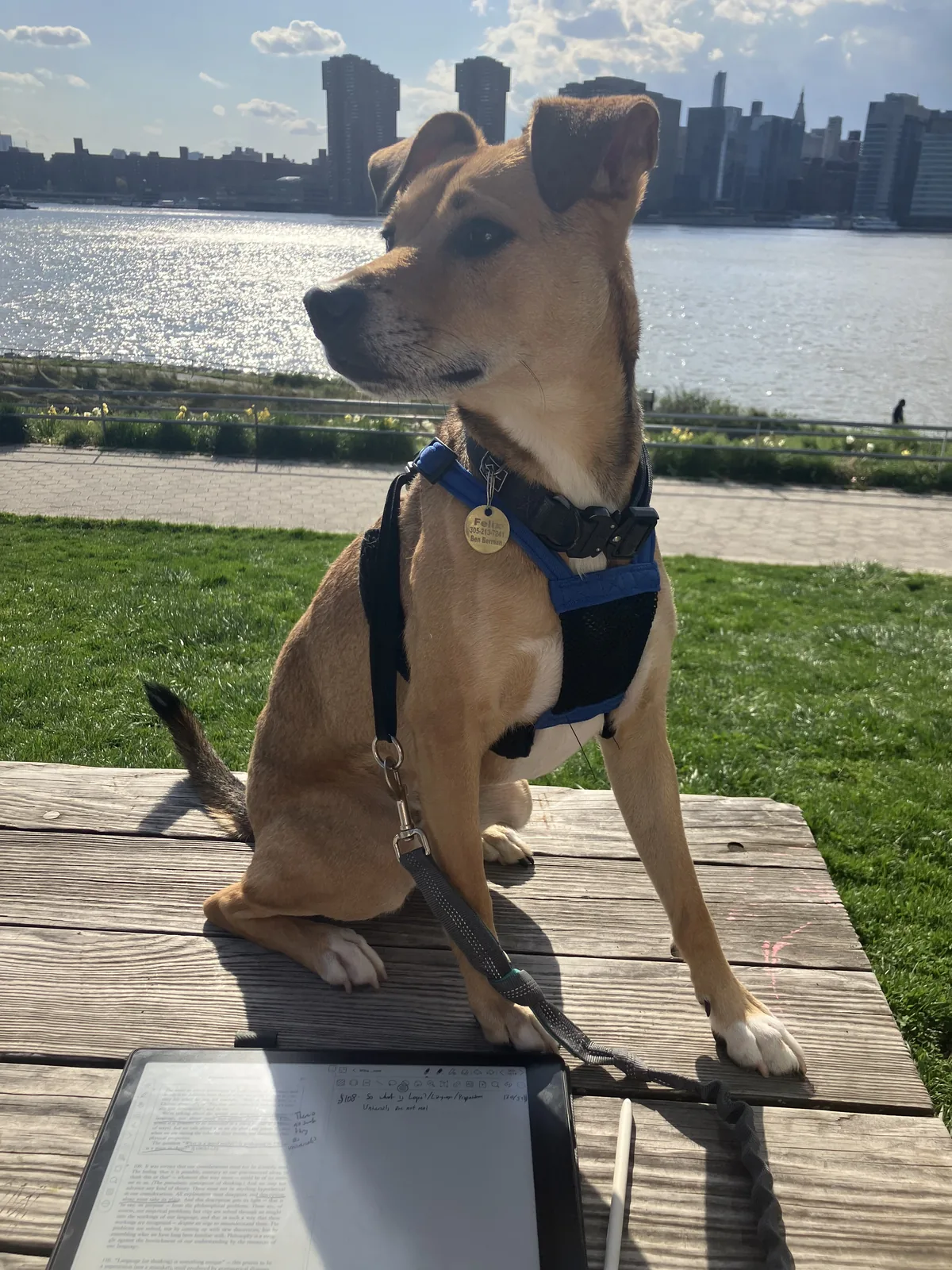 Felix sitting on a picnic table beside a waterfront city skyline.
