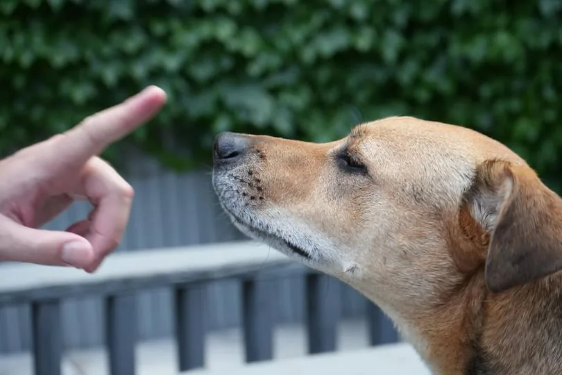 Close-up side view of Felix's nose as a hand reaches toward it.
