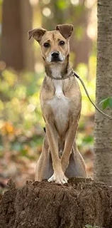 Felix standing alertly on a tree stump in an autumn forest.